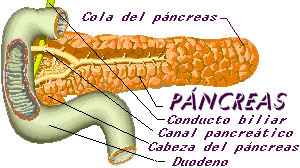 Pancreas.gif